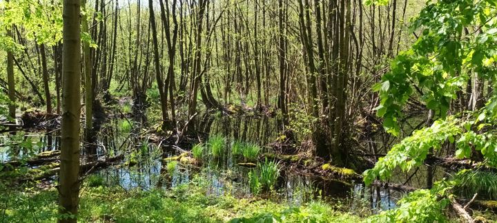 Renaturierte Moorfläche bei Kist